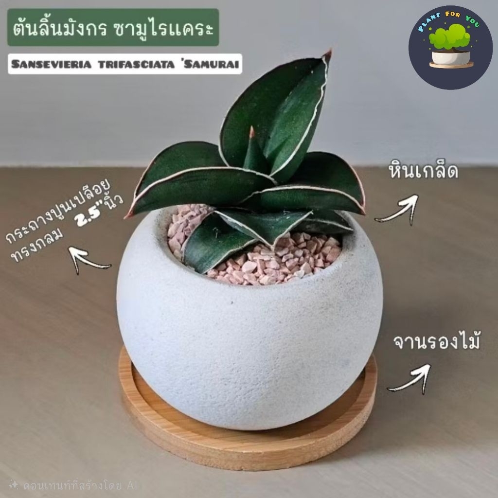 ต้นลิ้นมังกร ซามูไรแคระ พร้อมกระถางปูนเปลือย 4