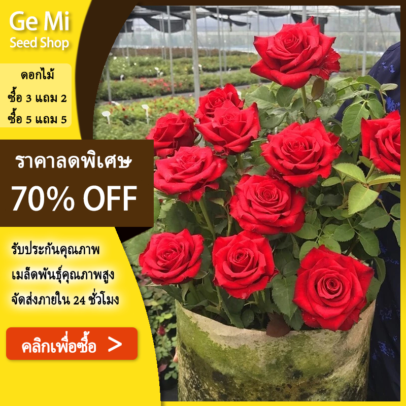 GEMI เมล็ดพันธุ์ กุหลาบ สีแดง 100 เมล็ด ปลูกง่ายและดูแลไม่ยุ่งยาก