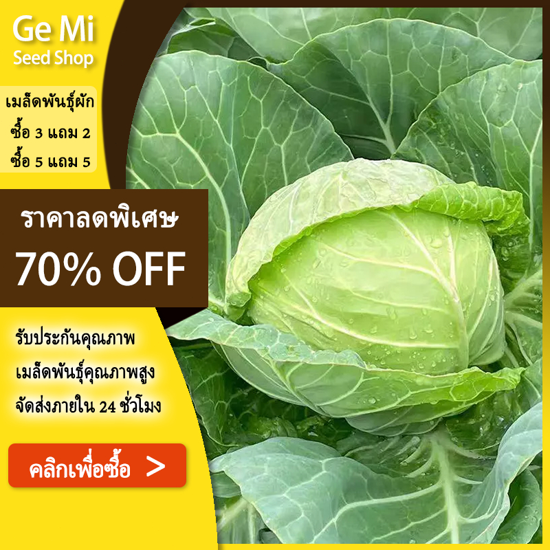 GEMI 450เมล็ดเมล็ดพันธุ์กะหล่ำปลีเขียวเมล็ดพันธุ์ผักปลูกผักผักออร์แกนิก