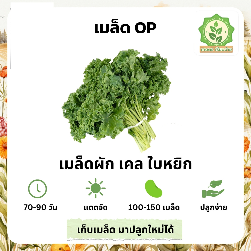 เมล็ดพันธุ์ผัก เคลใบหยิก พันธุ์ OP เมล็ดพร้อมปลูก บรรจุ 30-100 เมล็ด