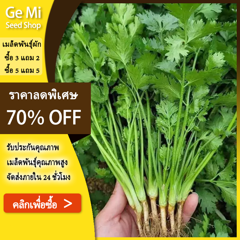 GEMI เมล็ดพันธุ์ผักชี 1000 เมล็ด  ซื้อ 5 แถม 5  อัตราความงอกดี ปลูกง่าย