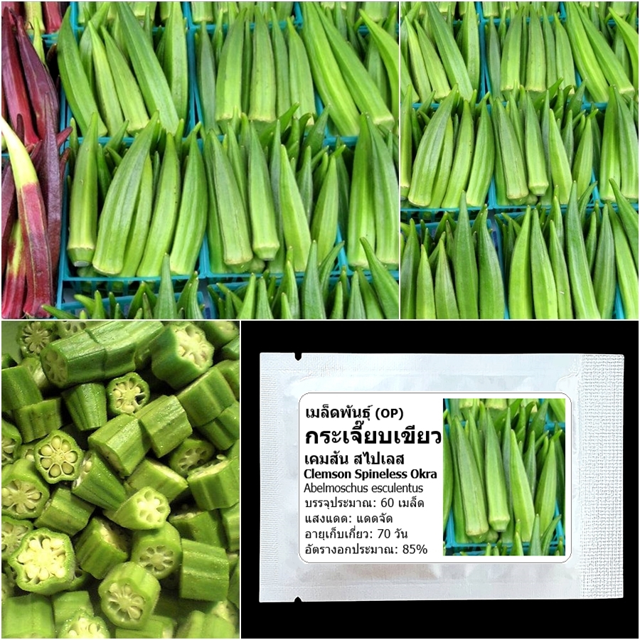 เมล็ดพันธุ์ กระเจี๊ยบเขียว เคมสัน Clemson Spineless Okra Seed บรรจุ 60 เมล็ด คุณภาพดี ของแท้ 100%