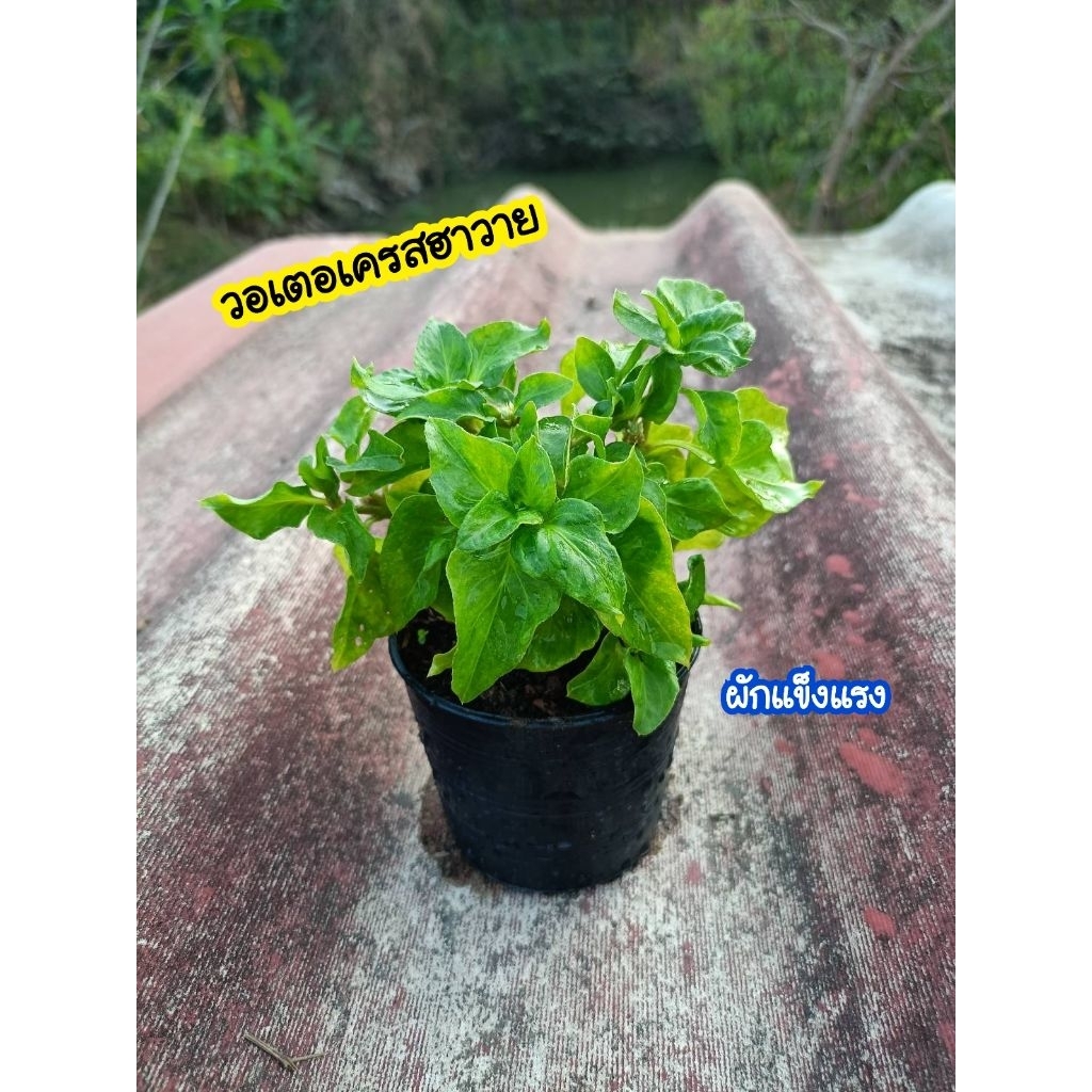 ผักวอเตอเครสฮาวาย (ต้นพันธุ์สำหรับปลูก)