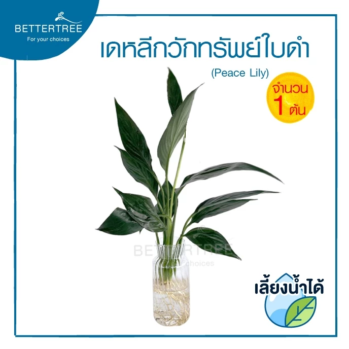 เดหลีกวักทรัพย์(ใบดำ) (จำนวน 1 ต้น) เลี้ยงน้ำได้ ไม้มงคล ไม้ฟอกอากาศ Peace Lily