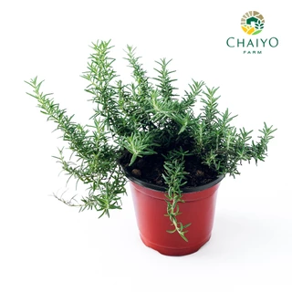 ต้นโรสแมรี ออร์แกนิค Organic Rosemary และ ต้นสมุนไพรออร์แกนิค Organic Herb