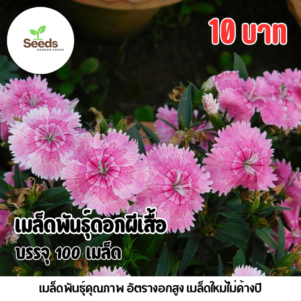 เมล็ดพันธุ์ดอกผีเสื้อ บรรจุ 100 เมล็ด