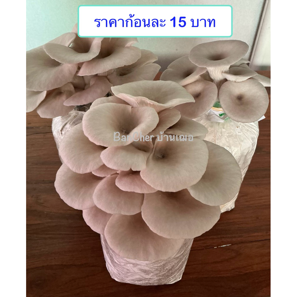 เห็ดนางรมเทา ฮังการี่ ก้อนเปิดดอก