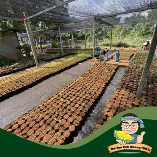 สวนทุเรียน นายชัดเจน - ต้นกล้า ทองหลางน้ำ ก้านแดงมีหนามคัดพิเศษ