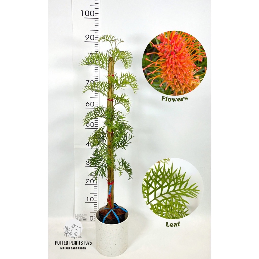 ต้นสนเกรวิลเลีย (Grevillea'Orange Wow') ส้มว้าว