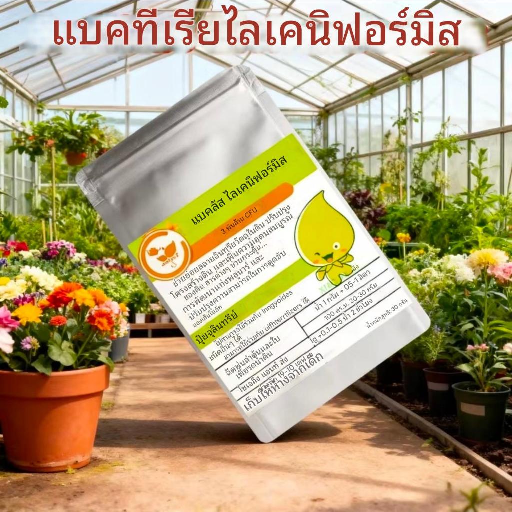 Bacillus   licheniformis(บาซิลลัส ไลเคนิฟอร์มิส) 3 Billion CFU จัดเป็นปุ๋ยจุลินทรีย์