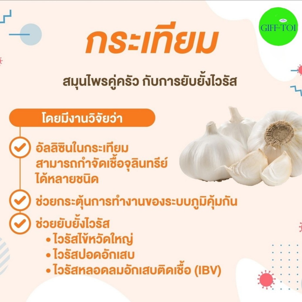 กระเทียม กิฟฟารีน กระเทียมสกัด เสริมภูมิคุ้มกัน ต้านหวัด รูปที่ 6