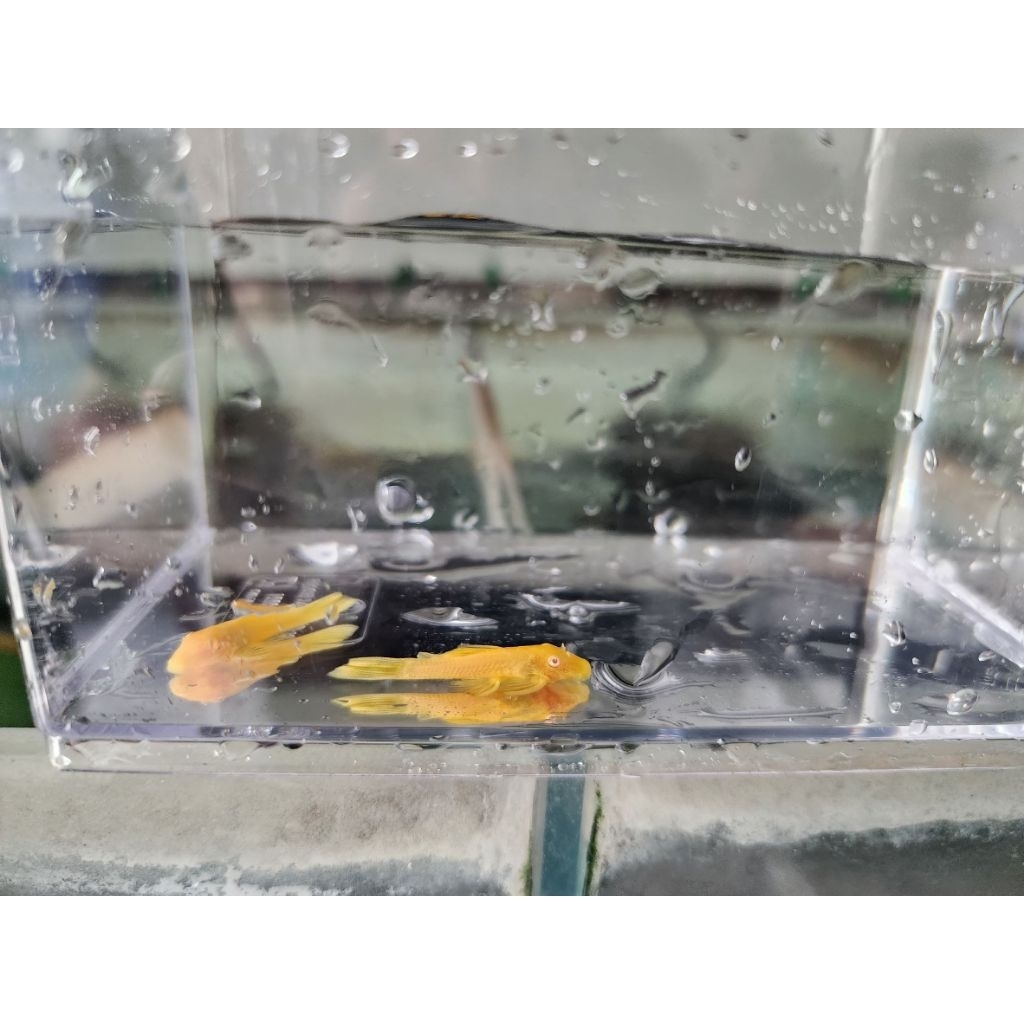 อาหารปลาขนาดเล็กถึงขนาดกลาง 250G(L144 24K 1นิ้ว)