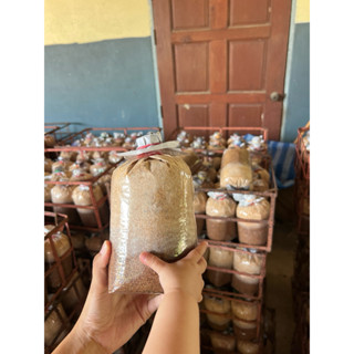 เห็ดนางฟ้า 20 ก้อน เชื้อพร้อมเปิด 🔥