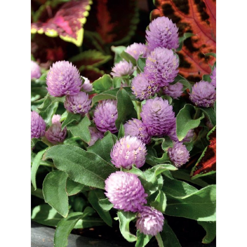 ต้นกล้า บานไม่รู้โรย ต้นกล้าละ10บาท ซื้อ 10แถม 2 บานไม่รู้โรย (Globe Amaranth หรือ Bachelor Button)