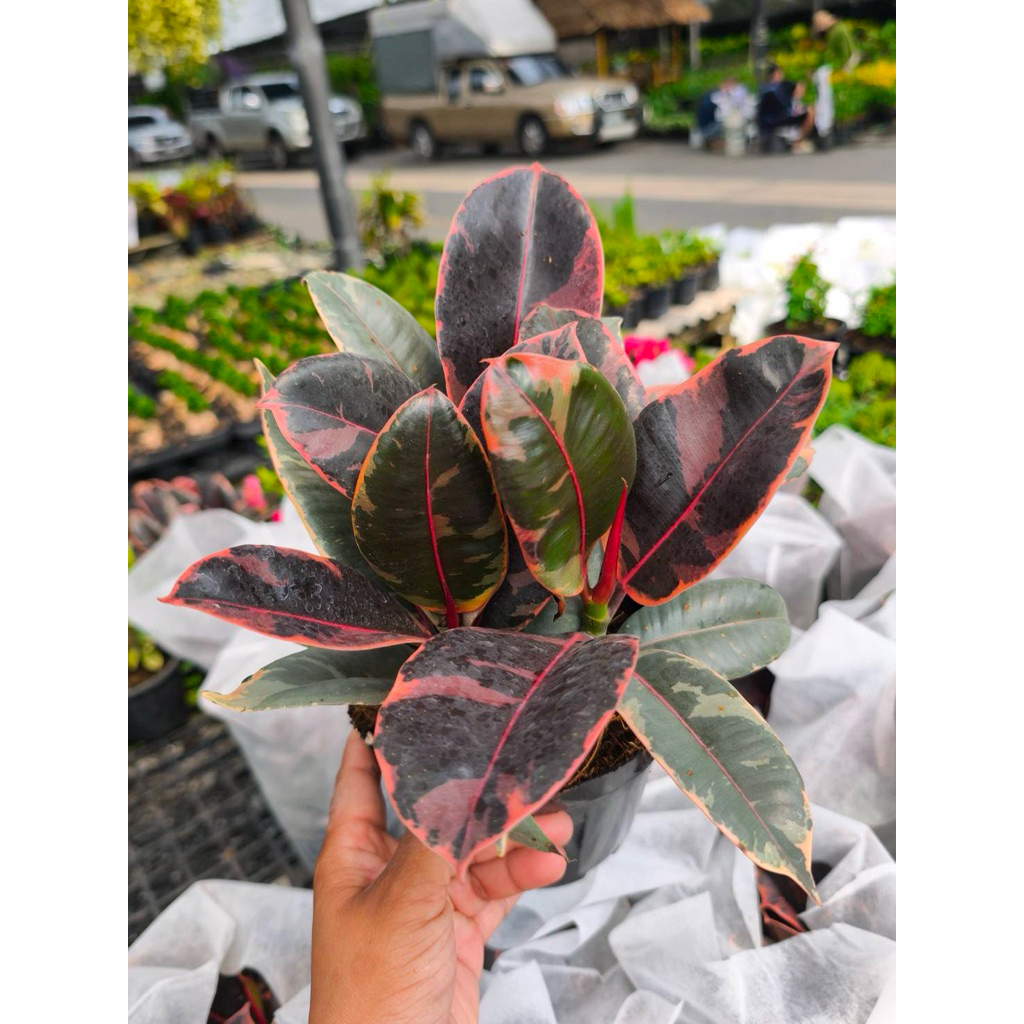 ยางอินเดียด่างชมพู แต่งบ้านสวยน่ารัก สดใส ขนาด30-60 cm
