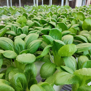 เมล็ดพันธุ์ กวางตุ้งฮ่องเต้ ผักกวางตุ้งพันธุ์ฮ่องเต้ 800+เมล็ด (10 แถม 2)