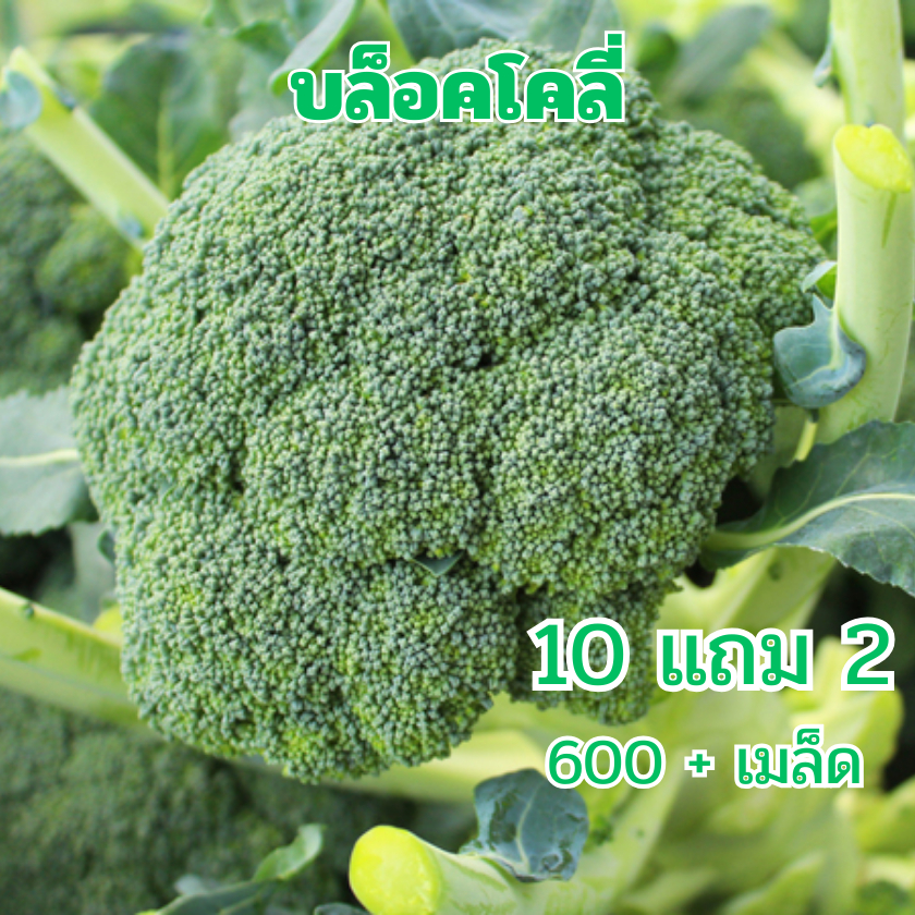 บร็อคโคลี่📌ถูกที่สุด.📌เมล็ดพันธุ์บร็อคโคลี่ 600เมล็ด☘️ปลูกง่าย🌱ขึ้นไว🌱ทำกับข้าวอร่อย Broccoli