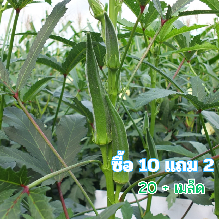 เมล็ดพันธุ์ กระเจี๊ยบเขียว 20+เมล็ด (10 แถม 2 คละได้ )