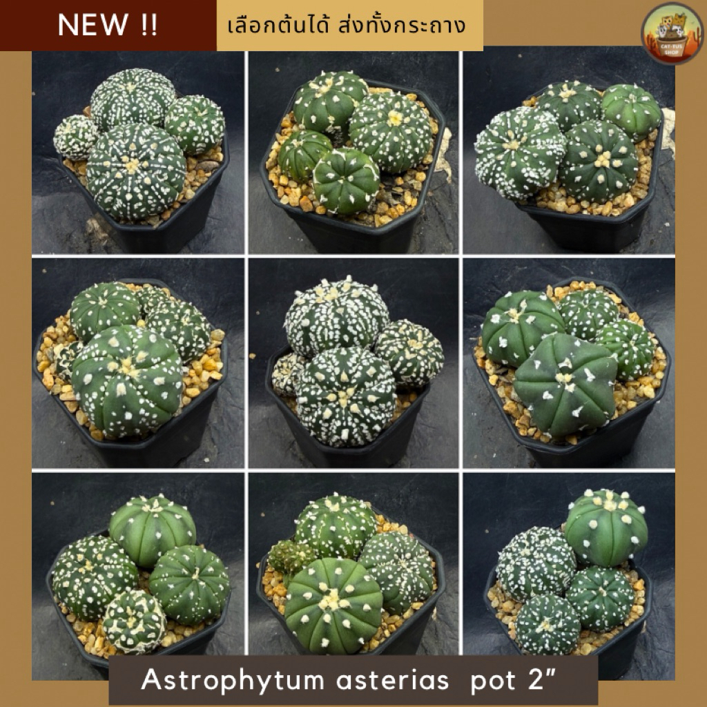 [ NEW !!]  แอสโตร Pot 2 " คละหน้าไม้ กระบองเพชร จาก Astrophytum asterias  ส่งทั้งกระถาง