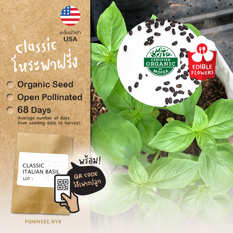 เมล็ดสมุนไพรนำเข้า เบซิล Italian Basil (Organic Seed) Herb สมุนไพรฝรั่ง โหระพาฝรั่ง อิตาเลียนเบซิล