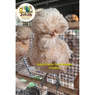 ส่งฟรี ems (มีประกันเชื้อ 50%)ไข่เชื้อไก่โปแลนด์ ชุด 4 ใบ(แถม1ใบ) พ่อแม่พันธุ์ตามภาพเลยนะคะ