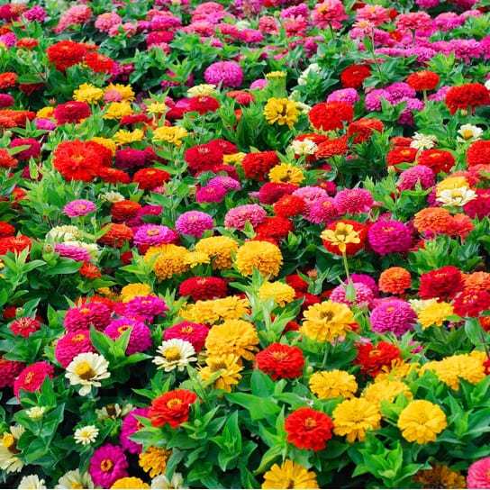 ดอกบานชื่น ดอกไม้สีสันสดใส สะดุดตา นิยมปลูกเป็นไม้ประดับบ้านเรือน ในกระถาง ริมรั้ว