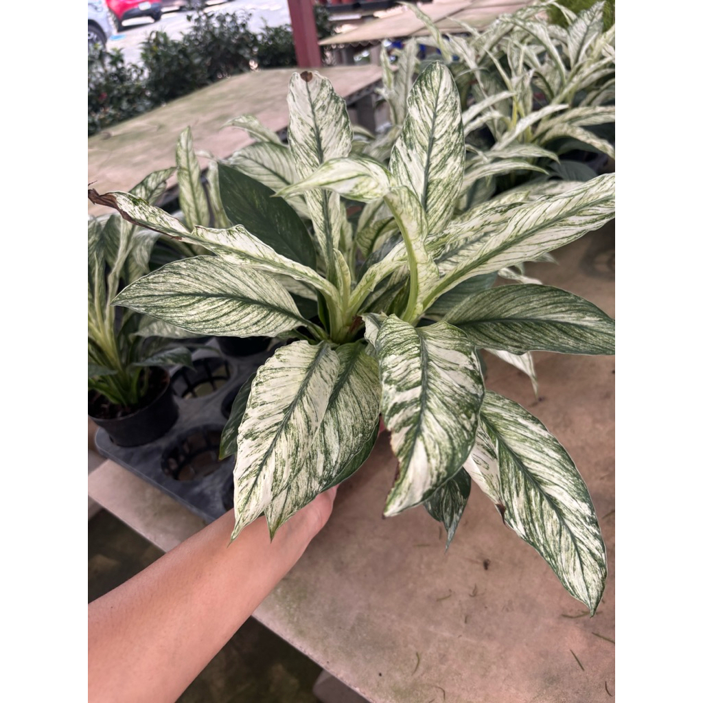 เดหลีด่าง หรือ เดหลีจักรพรรดิ์แคระ (Spathiphyllum Sensation Variegated)  ใบเรียวขาว กระถาง6นิ้ว1-2ต้น