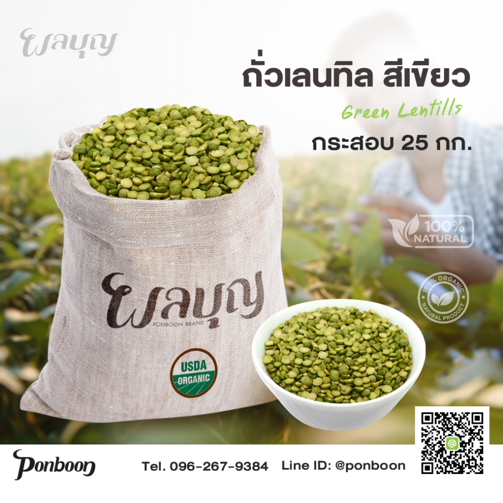 เมล็ดถั่วเลนทิลสีเขียว Green Lentils กระสอบ 25 กก.