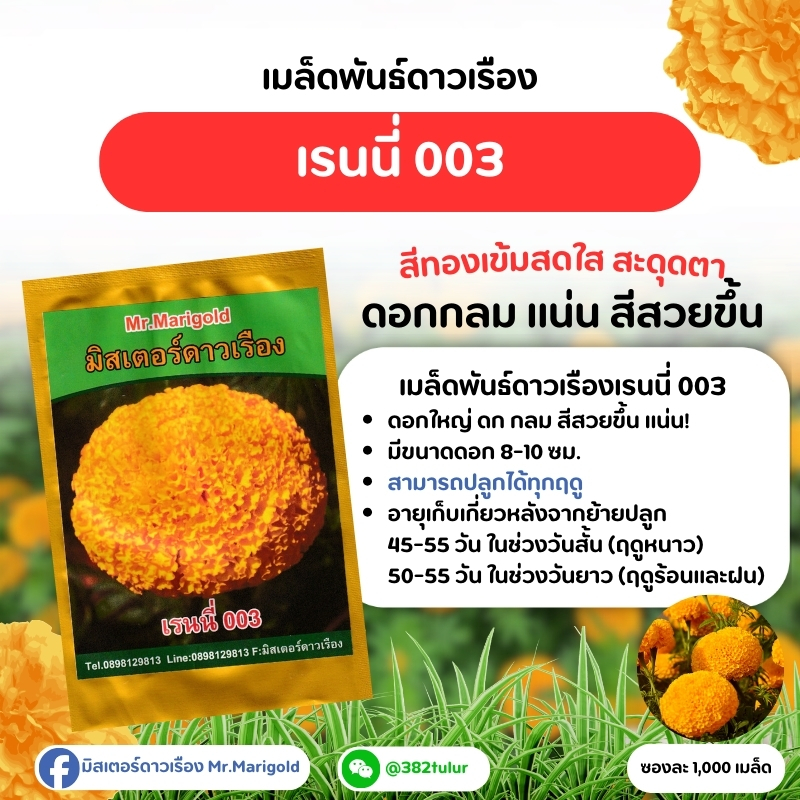 เมล็ดพันธุ์ดาวเรืองเรนนี่ 003 / มิสเตอร์ดาวเรือง – โปรปัง