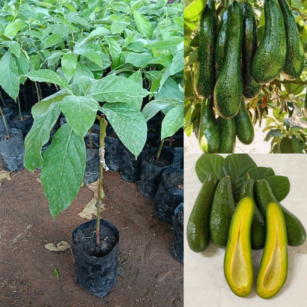 ต้นอะโวคาโด พันธุ์ 034 (เสียบยอด)