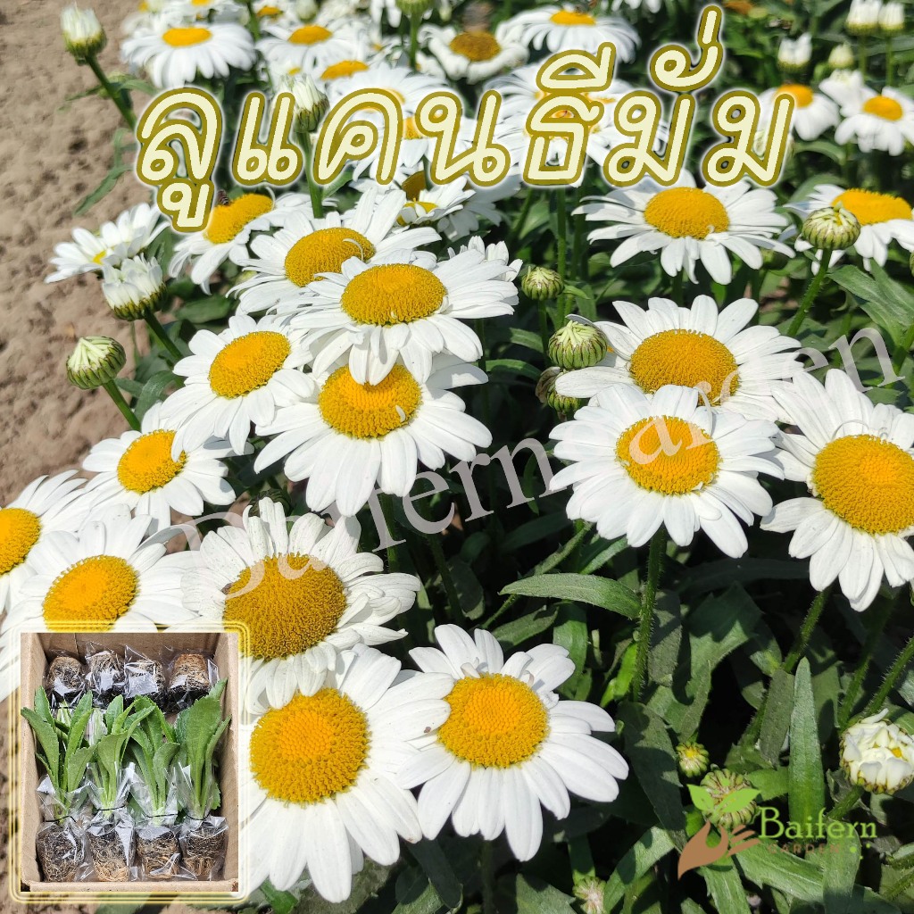 ต้นกล้าดอกเดซี่ลูแคนธีมั่ม (Leucanthemum White Lion)ดอกไม้ทานได้ รากเยอะพร้อมปลูก อายุหลายปี