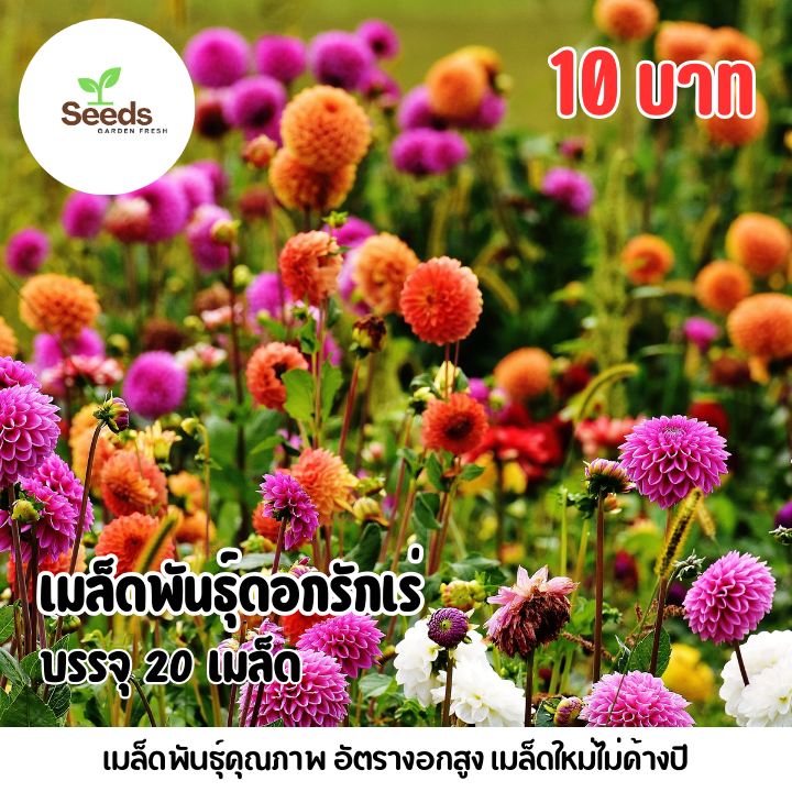 เมล็ดพันธุ์ดอกรักเร่ บรรจุ 20 เมล็ด