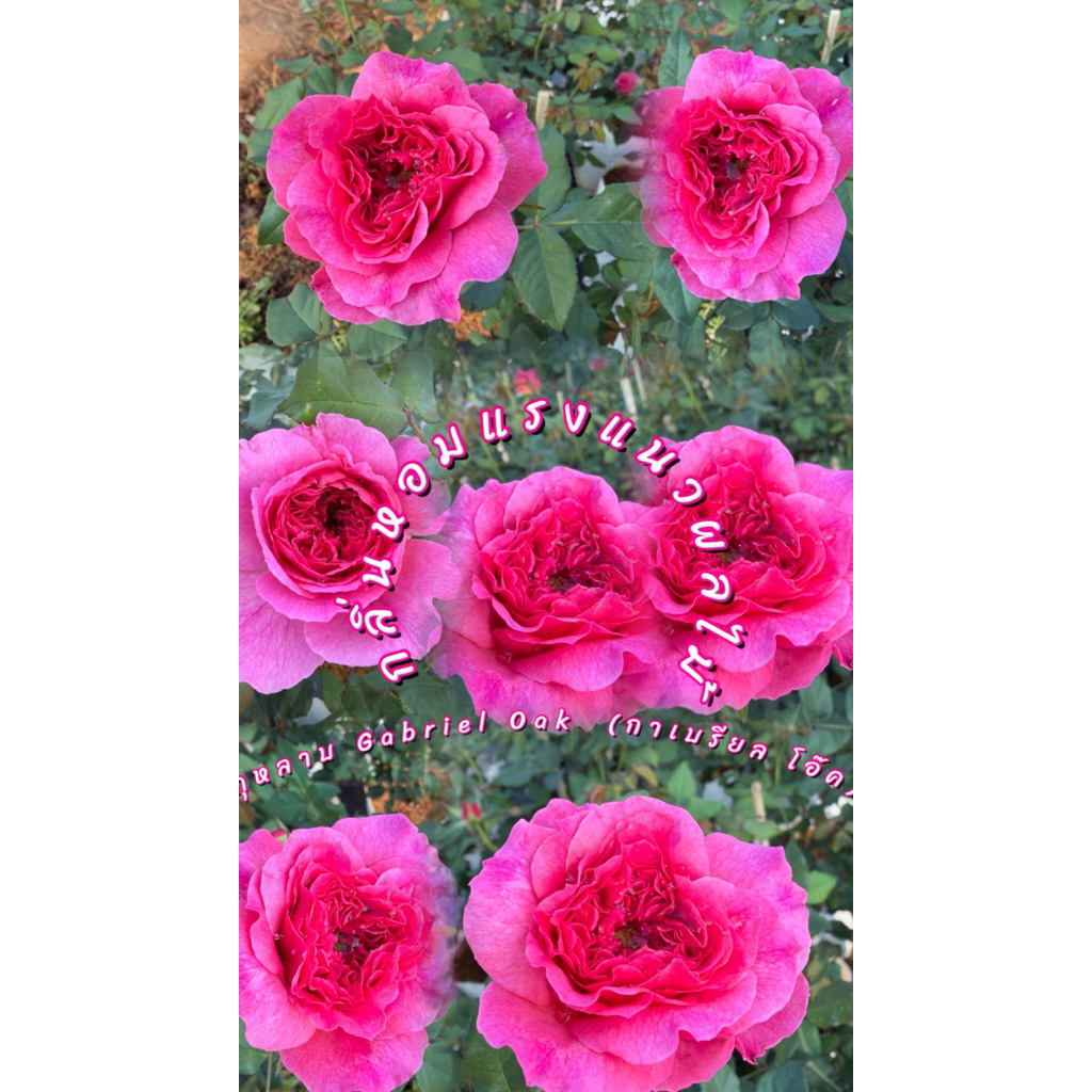 กุหลาบ Gabriel Oak (กาเบรียล โอ๊ค)กุหลาบพุ่ม/เลื้อย สีชมพูอมส้ม ดอกใหญ่ทรงถ้วย กลีบซ้อนหนา กลิ่นหอมแ