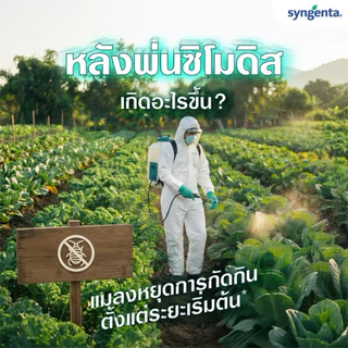 ซิโมดิส จากซินเจนทา ขวดเดียวสะเทือนโลก กำจัดหนอนใย เพลี้ยไฟ ด้วงหมัดผัก เพลี้ยอ่อน หนอนเจาะผล