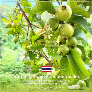 🇹🇭Oishi-fresh🍐ฝรั่งแป้นสีทอง คัดพิเศษ ปลอดสารพิษ รสชาติกรอบ สด ใหม่ ใยอาหารสูง หวานออร์แกนิค เคลมได้ 1-2 วัน