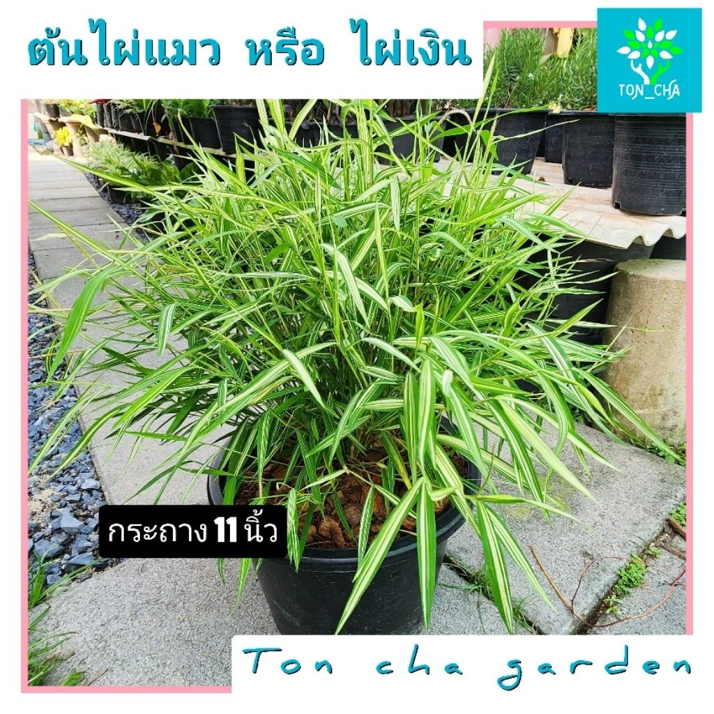 ต้นไผ่แมว ต้นไผ่เงิน สมุนไพรแมว ของโปรดน้องแมว