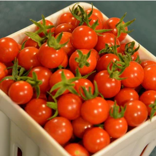 เมล็ดพันธุ์ มะเขือเทศเชอรี่ Red Cherry Tomato Seed บรรจุ 100 เมล็ด คุณภาพดี ของแท้ 100%
