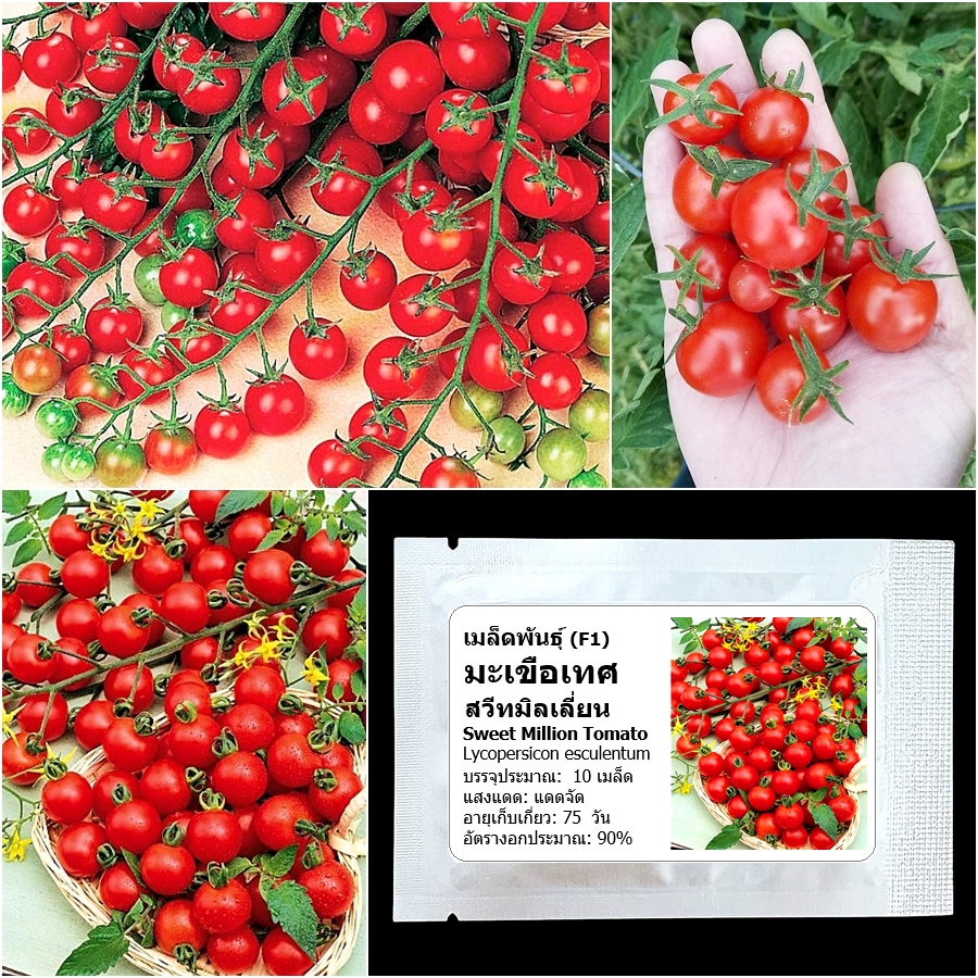 เมล็ดพันธุ์ มะเขือเทศเชอรี่ สวีทมิลเลี่ยน Sweet Million Tomato F1 Seed 10 เมล็ด คุณภาพดี ของแท้ 100%