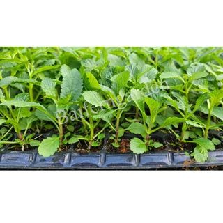 ต้นกล้าดอกเวอร์บีน่าไฟเนส(Verbena Bonariensis Finesse) ดอกไม้กินได้ รากแน่นพร้อมปลูก เลี้ยงง่าย ต้นอายุหลายปี