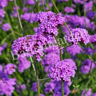 ต้นกล้าดอกเวอร์บีน่าไฟเนส(Verbena Bonariensis Finesse) ดอกไม้กินได้ รากแน่นพร้อมปลูก เลี้ยงง่าย ต้นอายุหลายปี