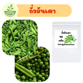 เมล็ดพันธุ์ถั่วลันเตา จำนวน 10 เมล็ด
