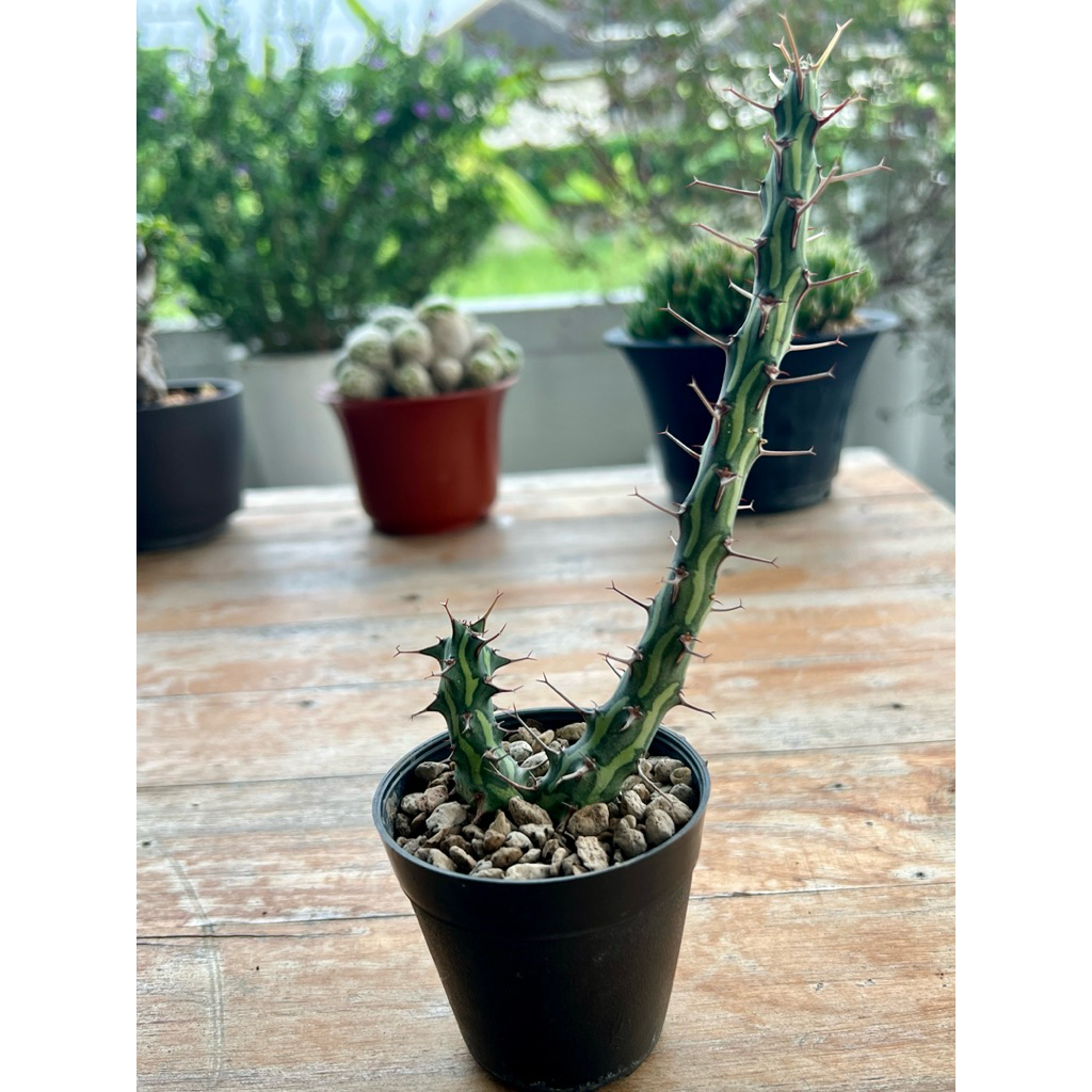 Euphorbia schizacantha