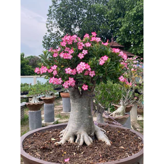 ลูกไม้ชวนชมสายพันธุ์ราชินีพันดอก ขนาดกระถาง 6 นิ้ว (แบบถอนจัดส่ง)