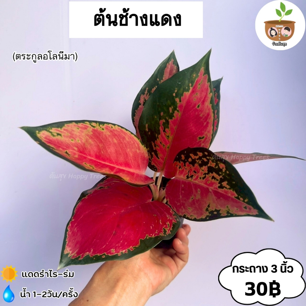 ต้นช้างแดง จัดส่ง 2 ต้นขึ้นไป คละแบบได้
