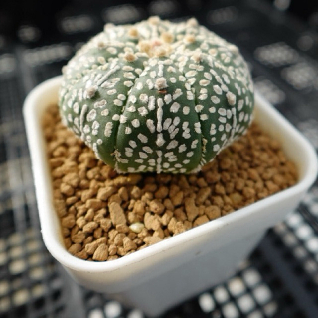 Astrophytum kabuto 🪄