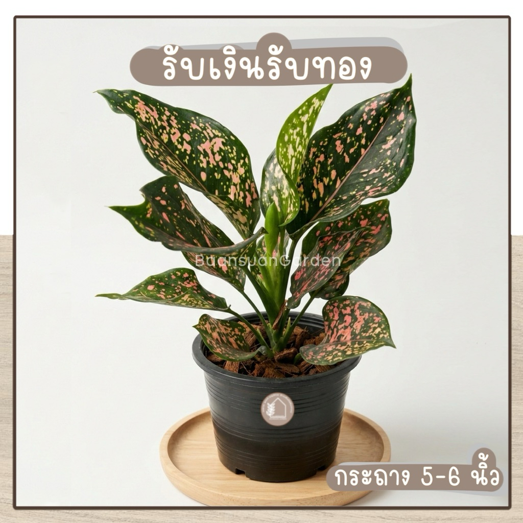 ต้นรับเงินรับทอง ต้นไม้มงคล ฟอกอากาศ กระถาง 5-6 นิ้ว