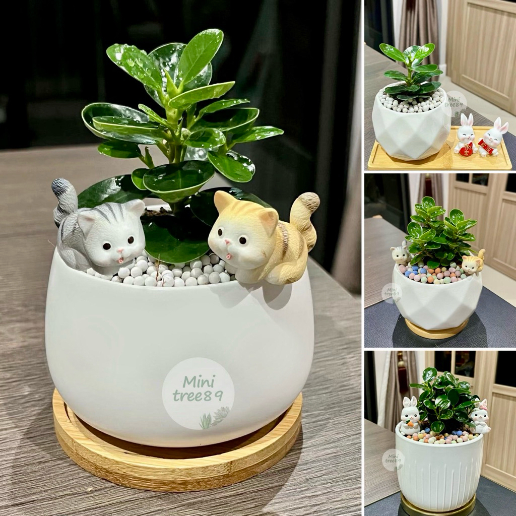ช้อนเงินช้อนทอง คัดใบเกรด A ไม้มงคล + ถาดรองไม้ + เม็ดดินเผา + ตุ๊กตา  minitree89