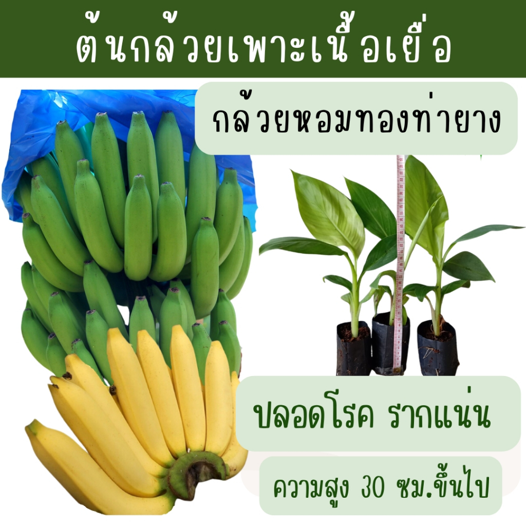 กล้วยหอมทอง ต้นพันธุ์กล้วยเพาะเนื้อเยื่อ ผลใหญ่ หวาน อร่อยคละ ปลอดโรค รากแน่น ต้นแข็งแรง  สายพันธุ์แท้จากห้องแลปโดยตรง