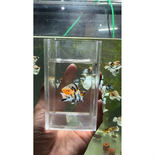 อัดให้ดูแบบเรียวๆๆขายความจิงใจว่าอาหารปลาน้องปลาชอบ