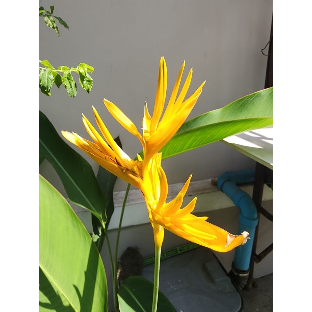 ธรรมรักษาดอกเหลือง หรือ เฮลิโคเนีย (Heliconia) ขายเป็นหน่อ/เหง้า